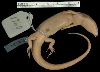 Media type: image;   Herpetology R-20134